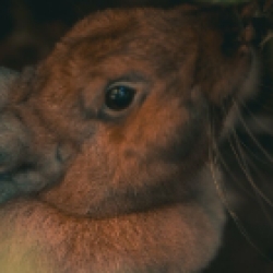 Resite.link - Felix-rabbit